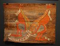 40 Kangaroos (Naranungli, Croker Island) Couple de Kangourous