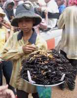 06-Plat d'araignées *