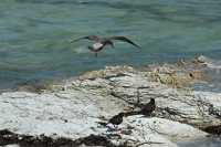 036 Huîtriers et Skua