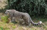 081 Panthère des neiges