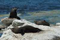 075 Otaries (lions de mer) - Kaikura
