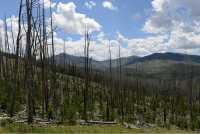 83 Forêt incendiée B