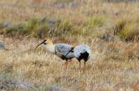 28 Ibis à face noire