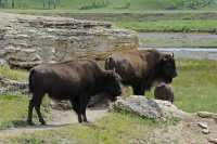 58 Bisons sur Soda Butte