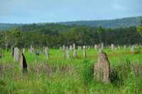 10 Termitières dite 