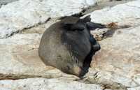 069 Otarie (lion de mer) - Kaikura