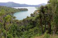 062 Fougères arborescentes géantes - Kenepuru Sound