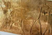 645 Palais d'Assurbanipal, cheval