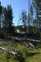 020 Sous-bois près de Mud Volcano