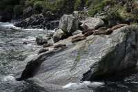 114 Otaries à Milford Sound