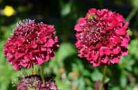 88 Jardin des plantes