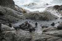 025 Otaries - Ohau Point Seal Colony