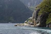 110 Otaries - Milford Sound