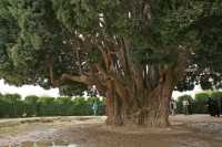 031 Abarqû, le cyprès de 4000 ans