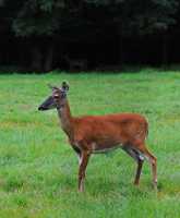 06 Biche de Virginie