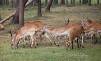 004 Cobs de Lechwe