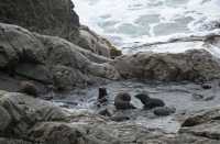 024 Otaries - Ohau Point Seal Colony