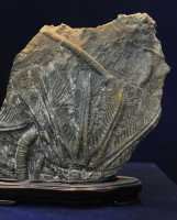 052 Crinoidea de Guiizhou (220 M d'années)