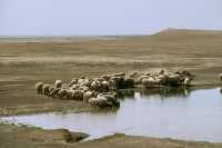 745 Troupeau à l'est d'Hatra