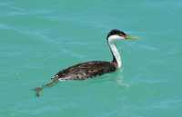40 Western Grebe