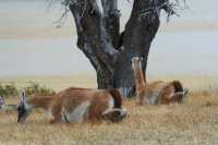 61 Guanacos accroupis & Lago azul