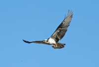 16 Aigle pêcheur tenant un poisson