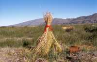 312 Cabane des porcs