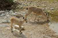 12 Ibex - Mère et cabri
