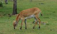 007 Cobs de Lechwe