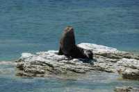 054 Otarie (lion de mer) - Kaikura B