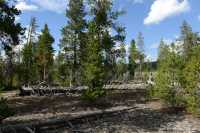 03 Lower Geyser Basin (Forêt) B