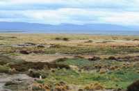 067 Seno Otway & pingouins