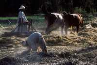 16 Broyage de la paille