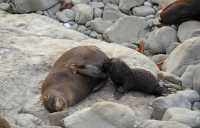 026 Otaries - Ohau Point Seal Colony