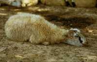 241 Ecrasé de chaleur