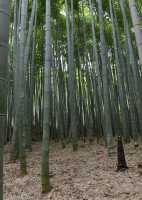116 Forêt de bambous