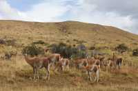 100 Guanacos
