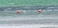 43 Flamands roses sur la Laguna amarga