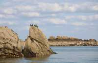 092 Cormorans
