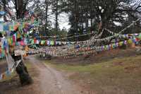 29 Tissus dans les arbres