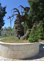 27 Le chêne de Manré