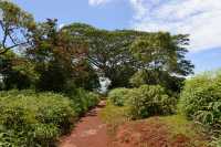 080 Sur les hauteurs du plateau de Taravao B