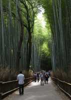 115 Forêt de bambous