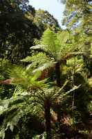 072 Fougères arborescentes