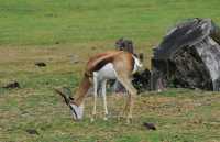 046 Springbok