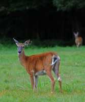 07 Biche de Virginie