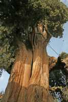 108 Cham, Le cyprès de 2000 ans *