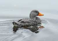 054 Cane Vapeur (Brassemer cendré)