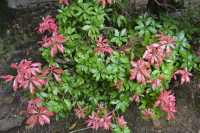 104 Kasuga (Arbre bicolore)