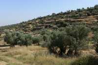 43 Ephraïm - Collines & oliviers